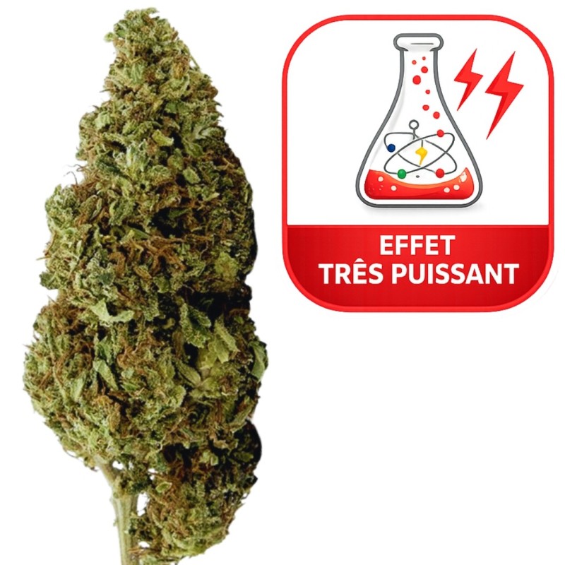 Tropical Kush - THCX